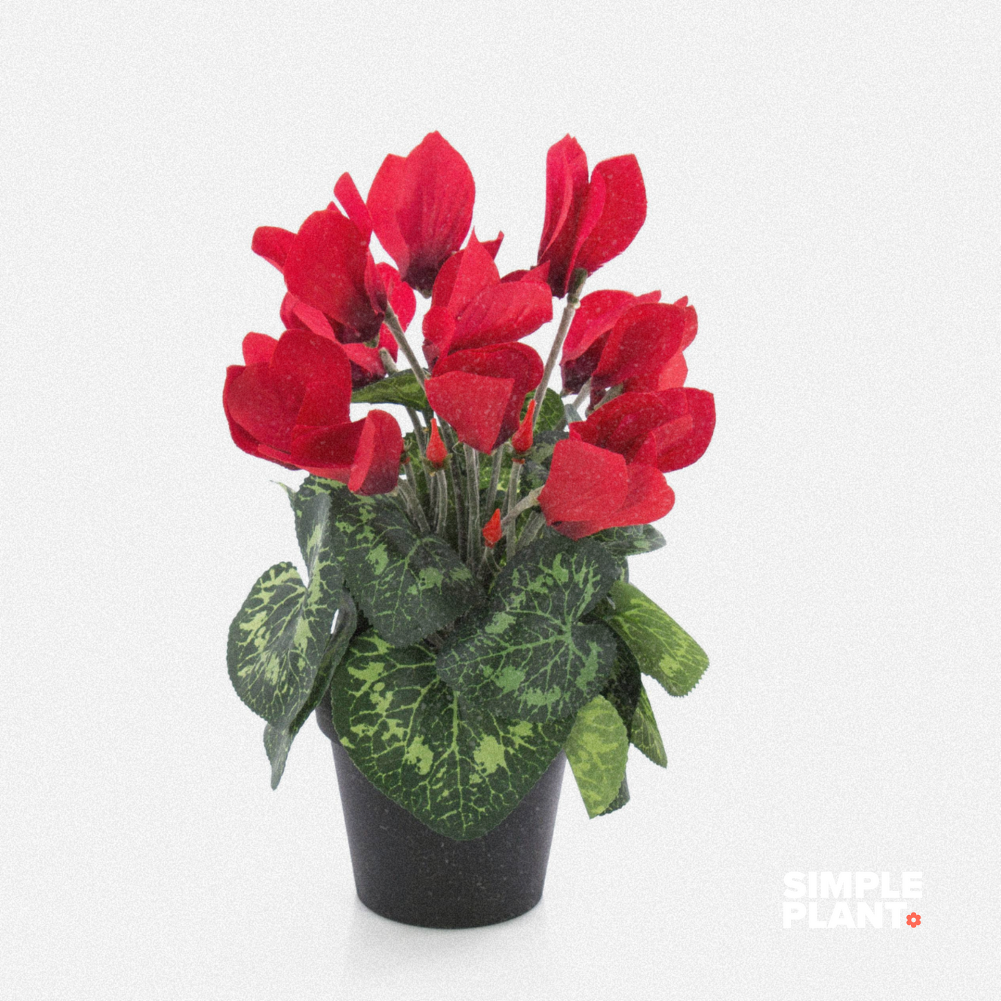 Cyclamen