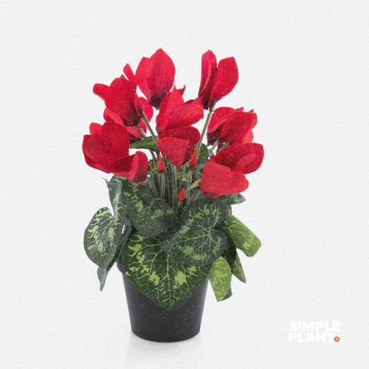 Cyclamen
